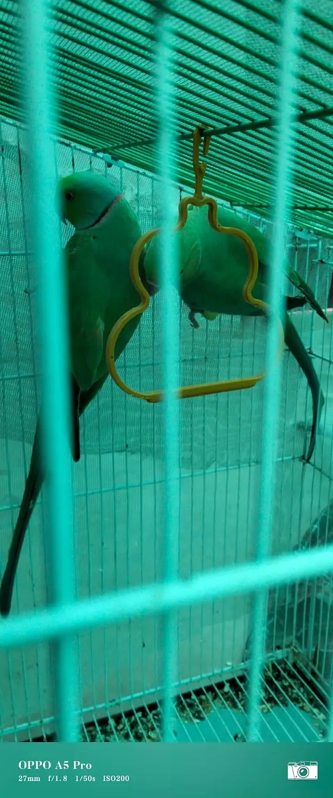 GREEN RINGNECK MITHU TOOTA — photo 9