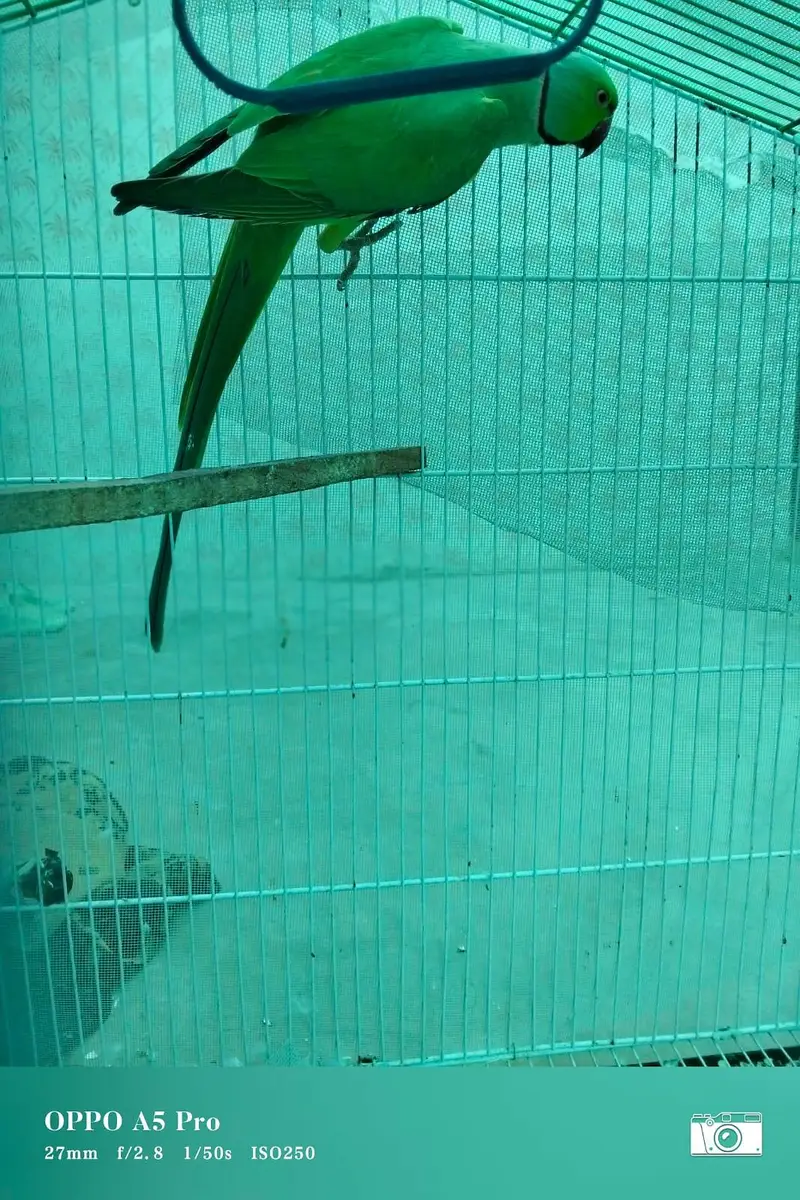 GREEN RINGNECK MITHU TOOTA — photo 12
