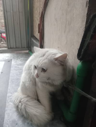 Persian cat for sale