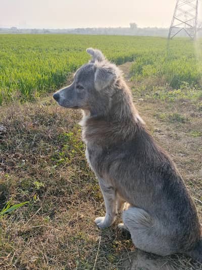 argent need new family