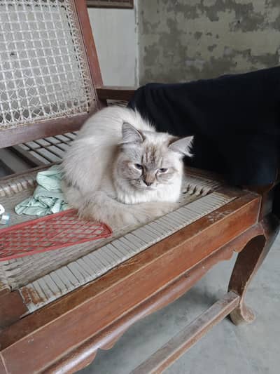 friendly and litter trained cat