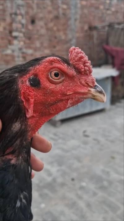 pure panus patha for sale