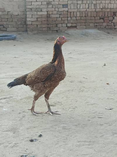 mianwali aseel murghii