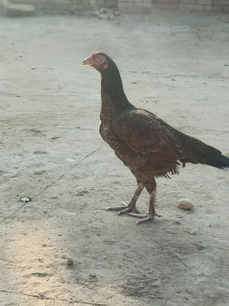 mianwali aseel murghii — photo 2