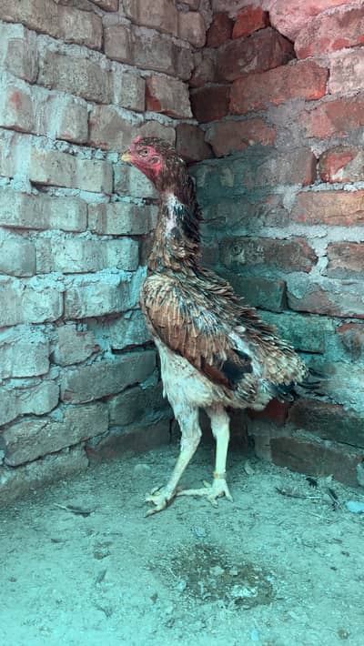Young female of O shamo ring bird