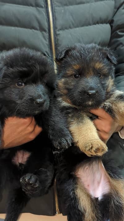 Black German puppies