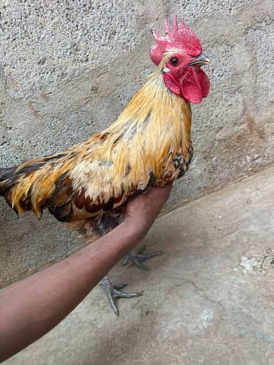 pairs of murga murgi