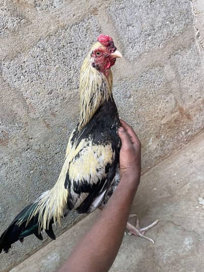 pairs of murga murgi