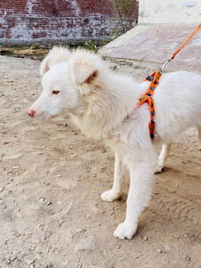 Russian Male puppy pink nose imported breed full vaccinated for sale