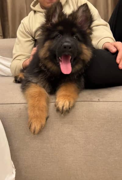 German Shepherd dog for sale puppy  only WhatsApp 03244911352
