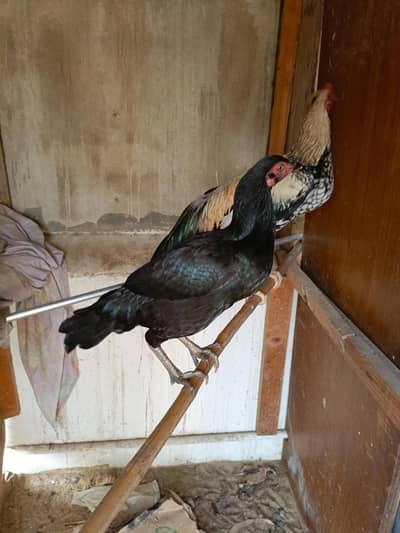3 Aseel Egg laying hens