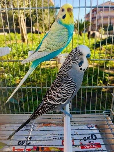 Australian Parrot Budgies (Pair) – Healthy and Active
