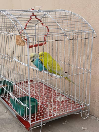 Breeder Budgie Pair Available | Healthy & Active
