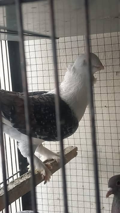 FANCY PIEGON . . ONLY SINGLE PIECE. . . MALE. . . EK KBUTER FREE HA ISK sth