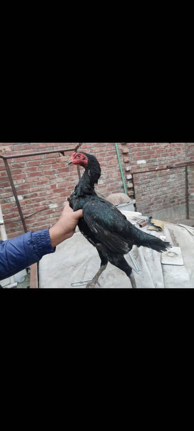 aseel Thai burmi pakoyi female for sale