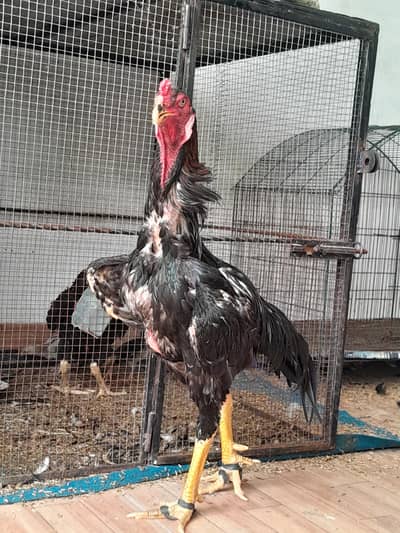 Shamo chicks/Aseel shamo imported bloodline/Aseel chicks/Japanese