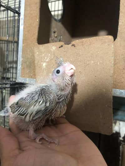 cockatiel hand tamed chicks ,/one cage 1.5 by 2 condition 10 by 8