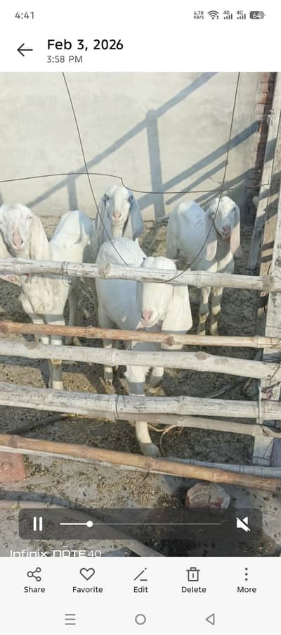 white gulabi 6 female for sale