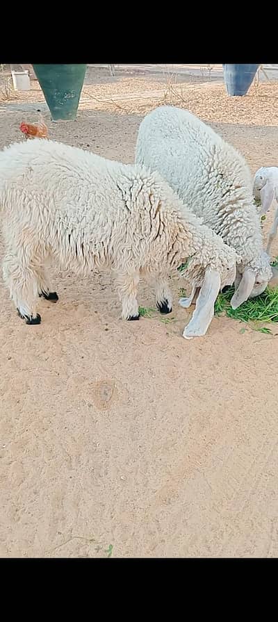 dumbay aur tapry bakry available for sale