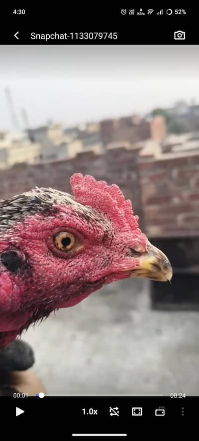 turkish hint + burmi