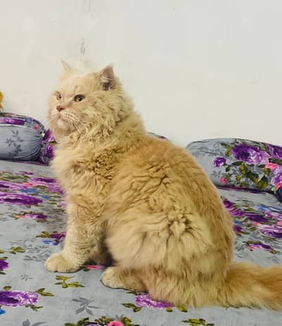 Persian cat
