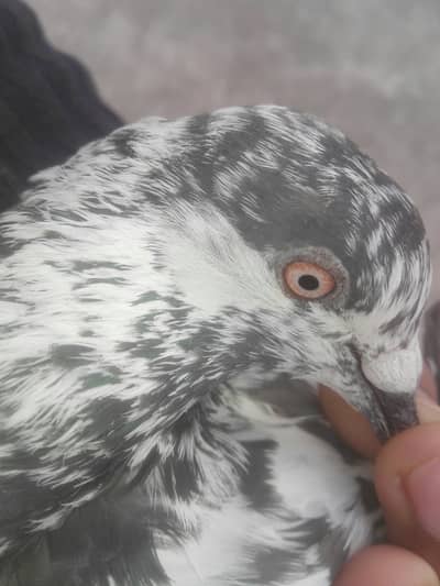 HIGH FLYER PIGIONS pair