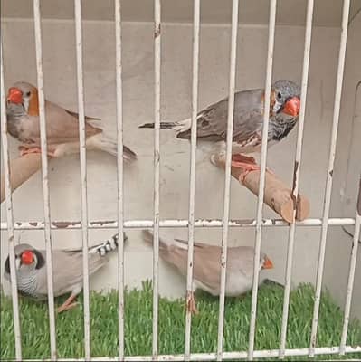 Zebra Mutation Finches