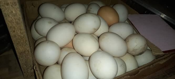 desi eggs