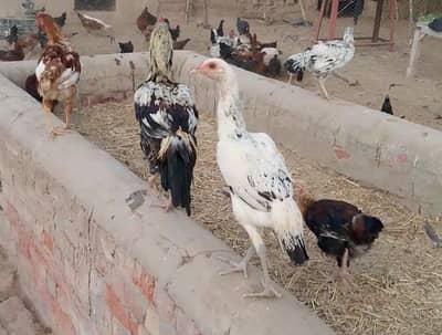 Pure Aseel hens both male and female available urgent for sale