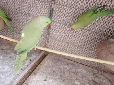 green parrot
