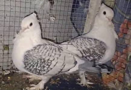 Sentiment Chocklate Cherray Breeder pair for sale