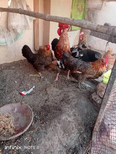 Golden Misri Hen/Eggs lying Hen/Desi Hen/Desi Chicks/Aseel Chicks