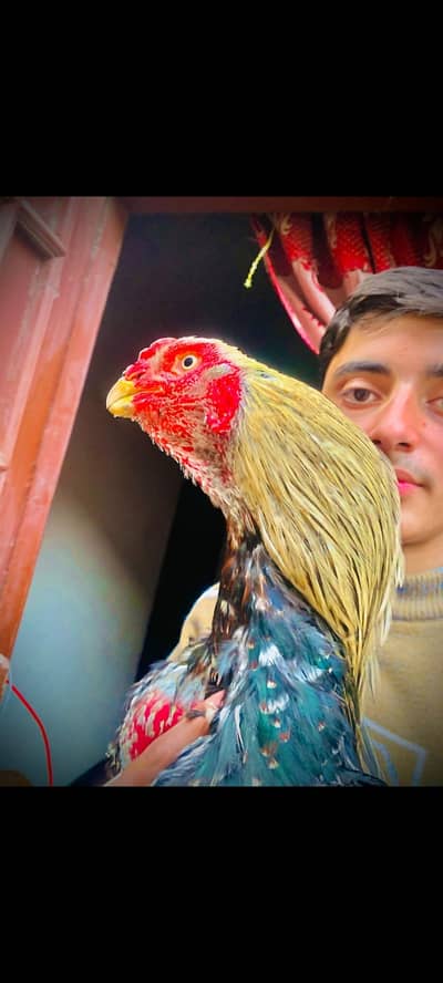 mashallah indian aur qhandhari cross patha hai