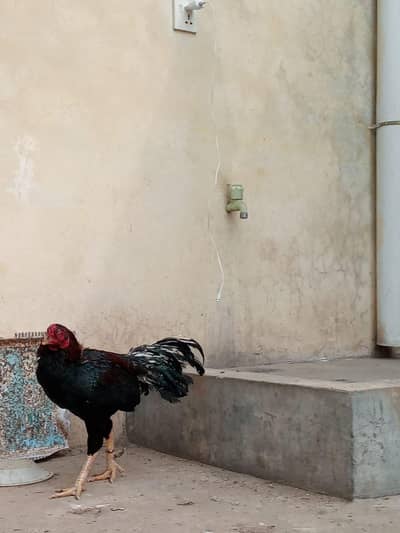 aseel gorga for sale