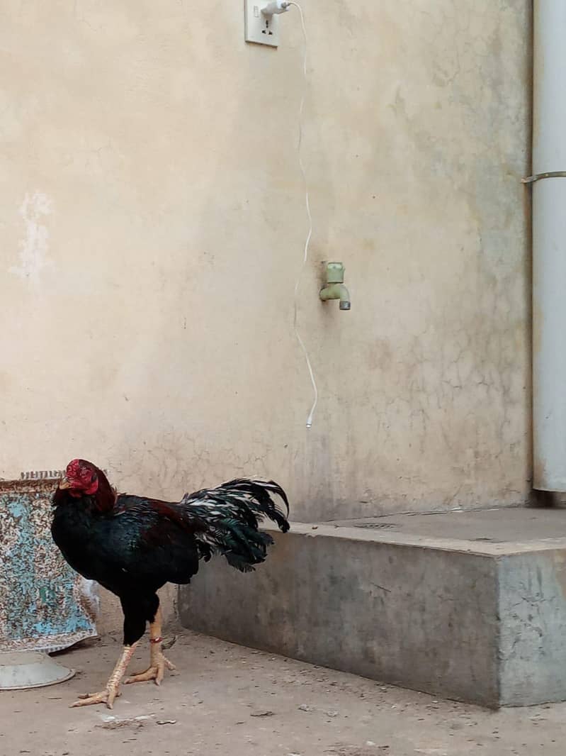 aseel gorga for sale 0