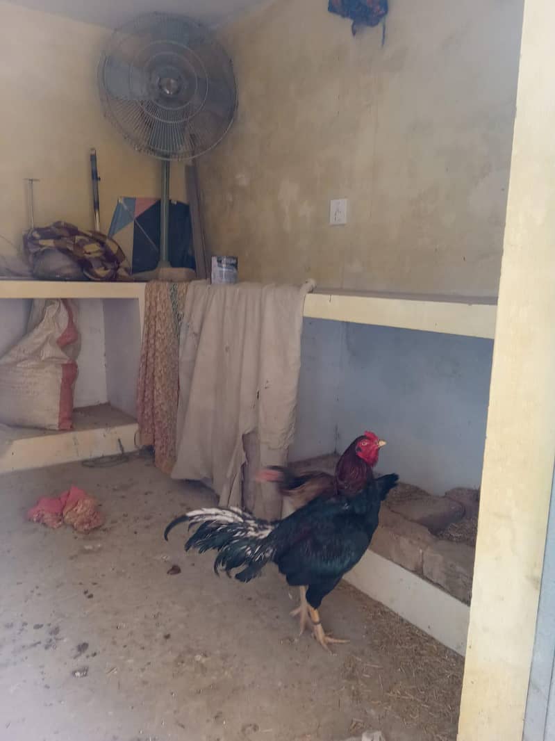 aseel gorga for sale 1