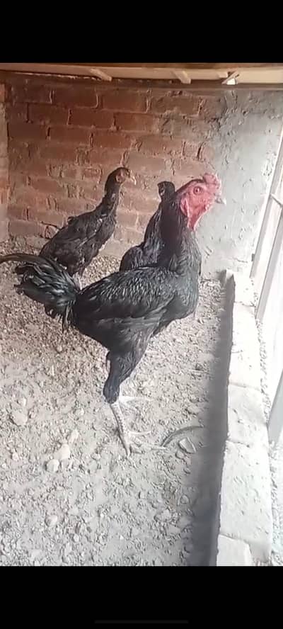 Pakoya Importaed Breader Murgha