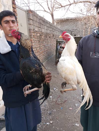 high quality 4 Nar 3 madiyan  for contact 03158658222