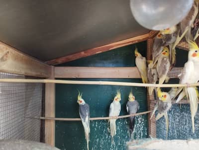 Adult Breeder Cocktails