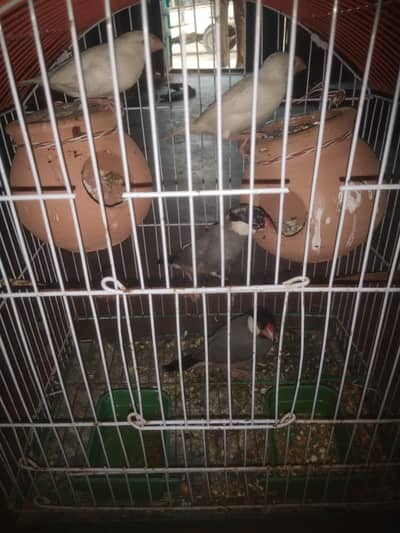 java finches breedar pair