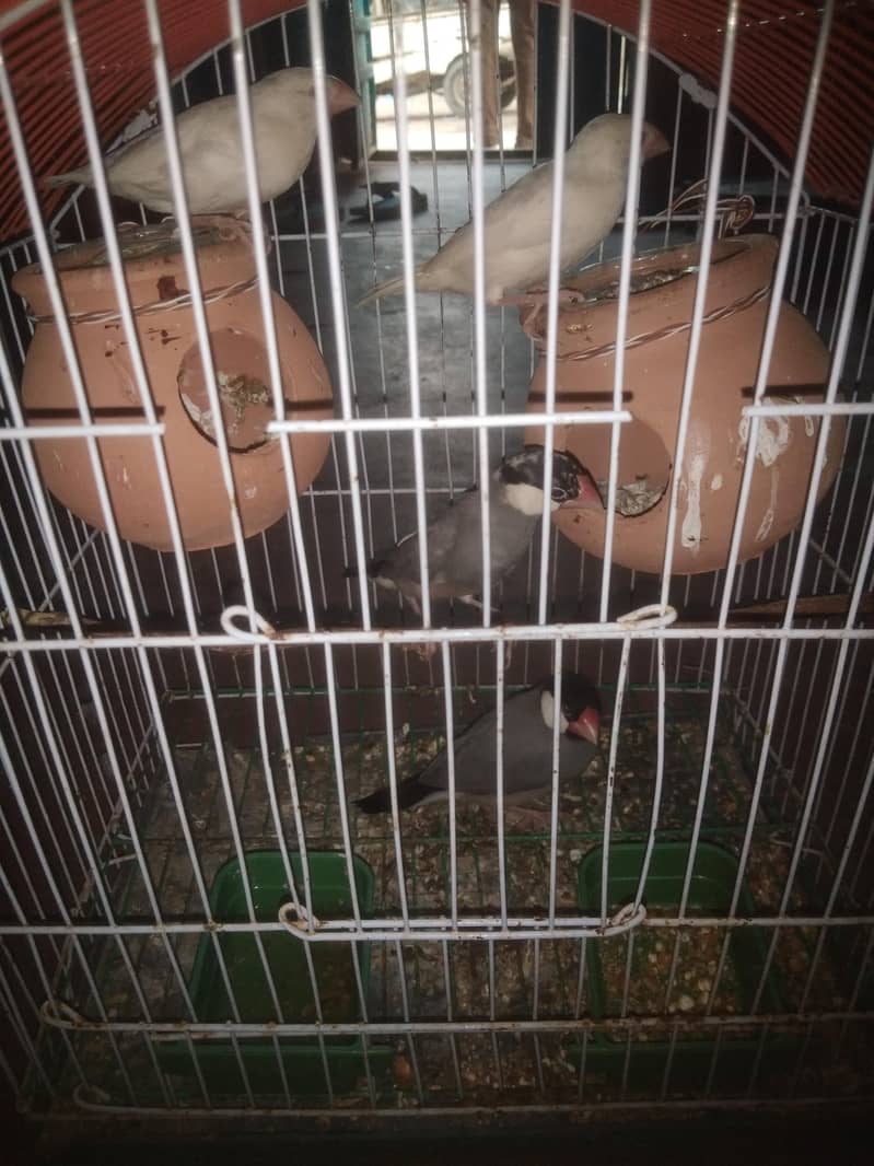 java finches breedar pair 0