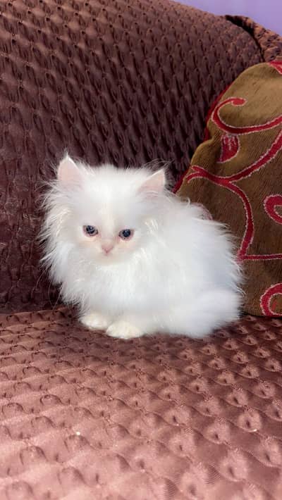 Persian kitten