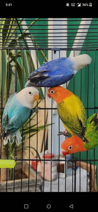 Top Quality Opalines and Fisheries