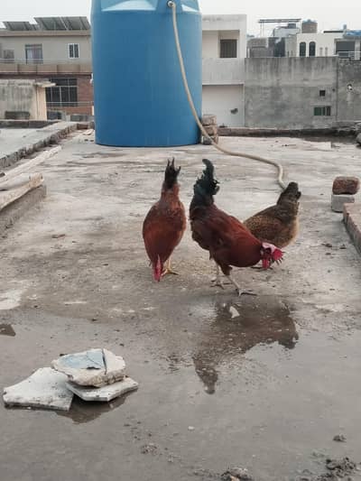 Desi Murgha or Murghi