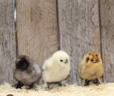 pure breed silkis  5 coloures