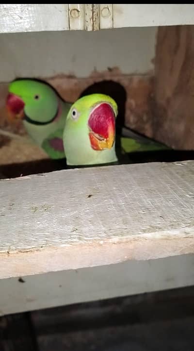 Alexander Raw Parrot Breeder Pair