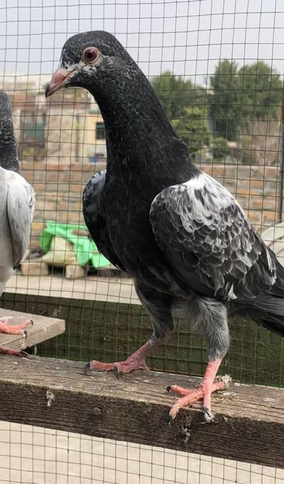 Dub waly Teddy khaki 35 waly