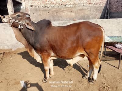 chlastani saiwal Cross bull for sale