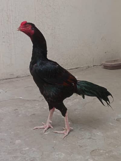 pure aseel murga for sale in lahore