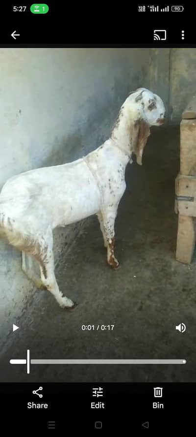 Pure makhichini  female